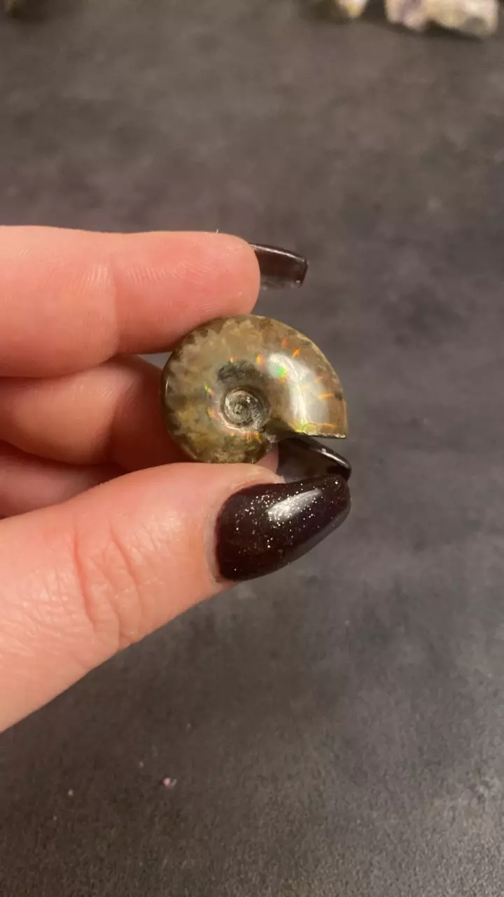 plant/Red Flash Ammonite-0