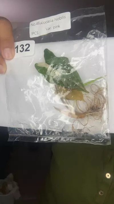 plant/1132-0-thumbnail