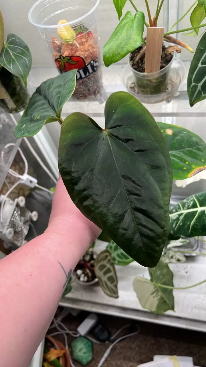 plant/Anth Dresserli-0