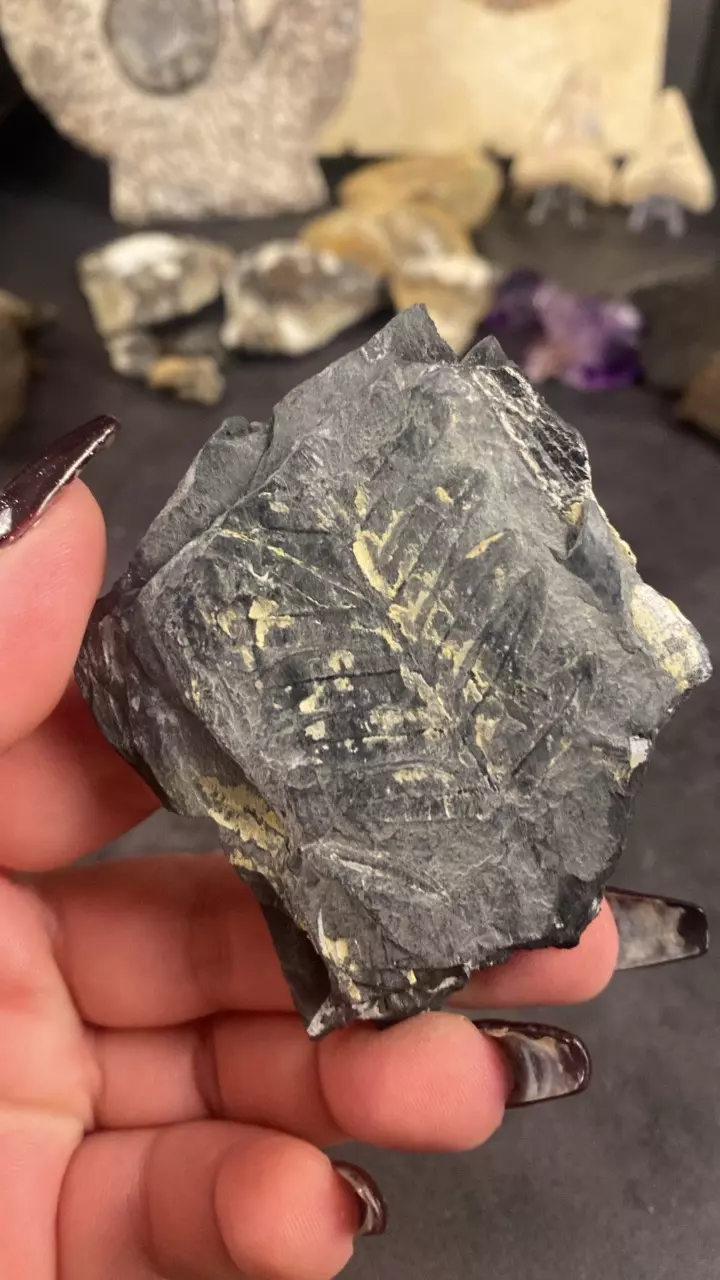 plant/Pennsylvania Fern Fossil-0