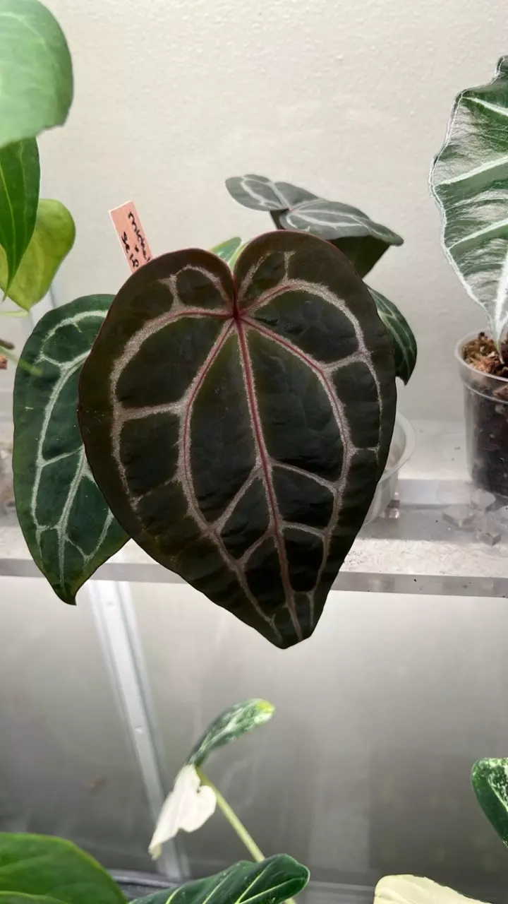 plant/Anth Michelle-0