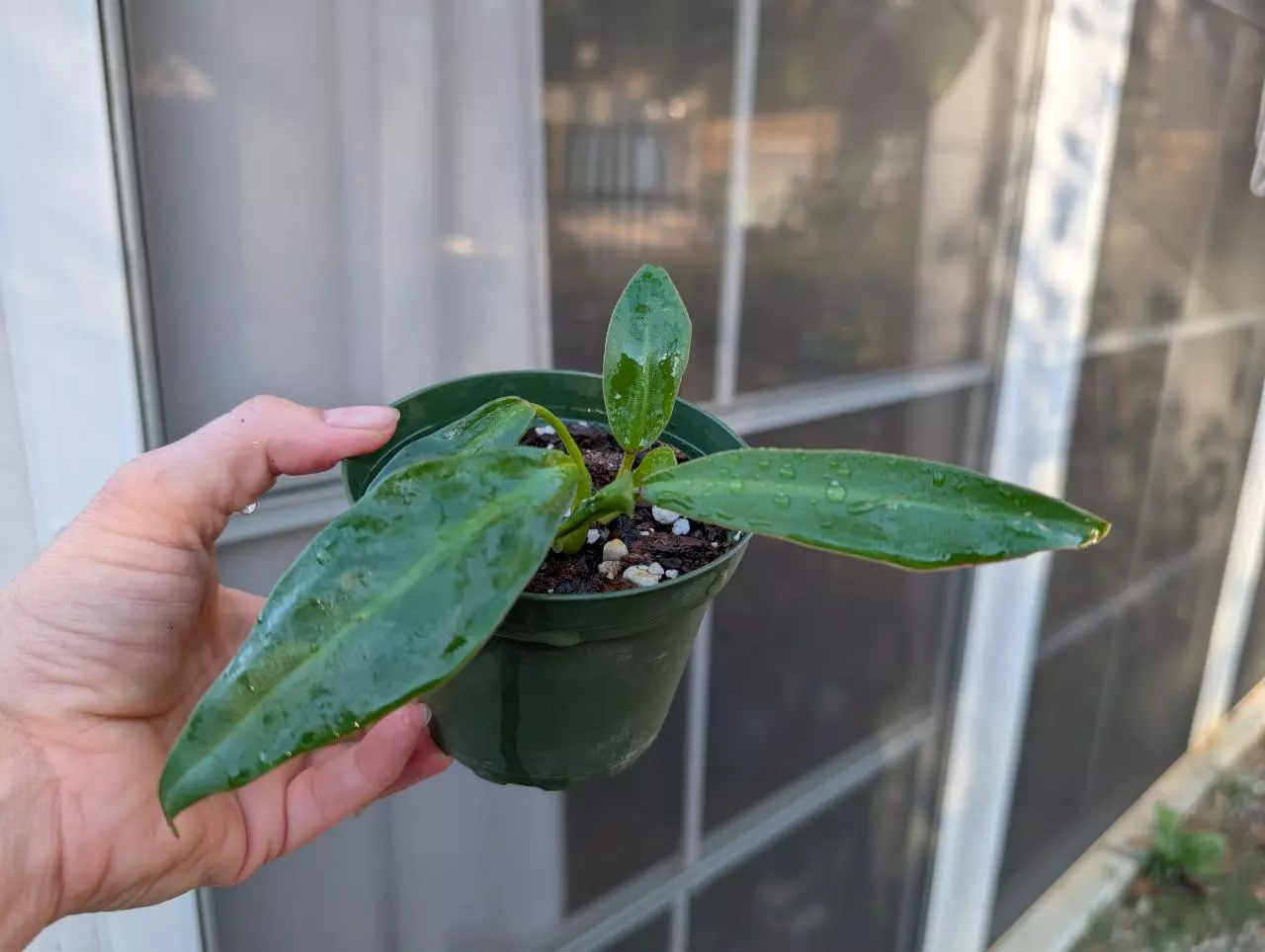 plant/Philodendron Crassinervium-0