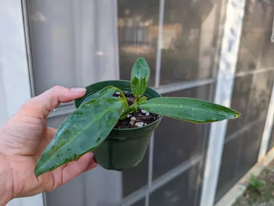 plant/Philodendron Crassinervium-0-thumbnail