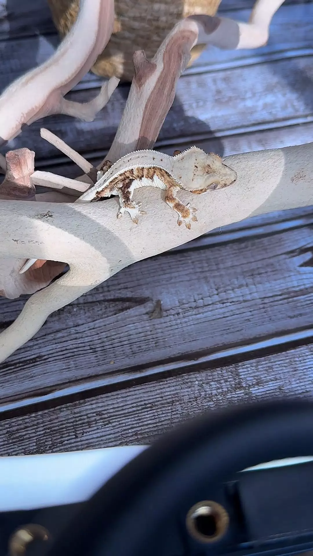 plant/Daisy dew x just Teazin’ no pores-0