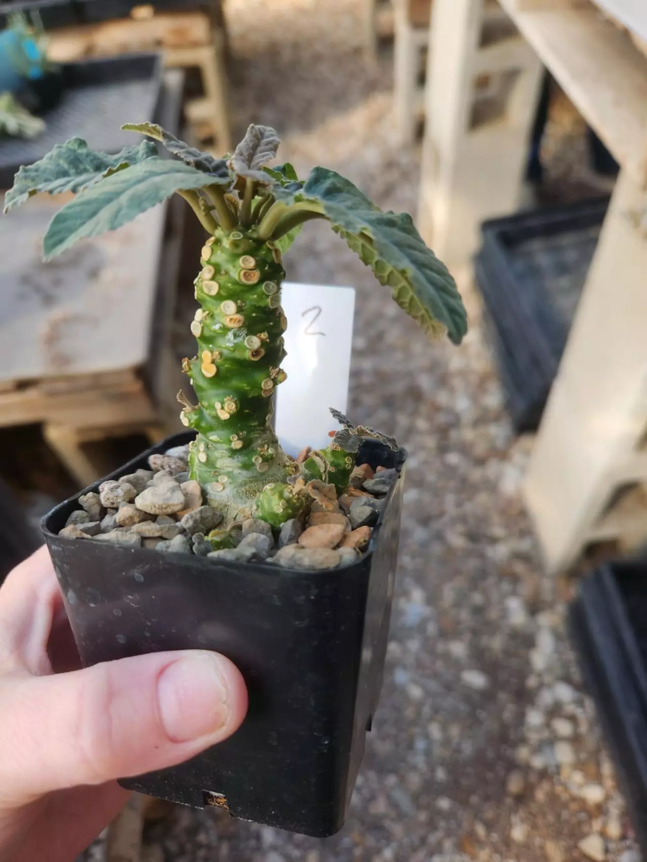 plant/Dorstenia hybrid #2-0