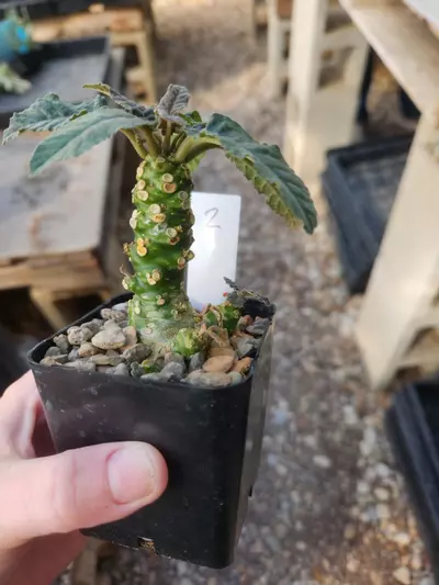 plant/Dorstenia hybrid #2-0-thumbnail