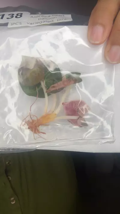 plant/1138-0-thumbnail