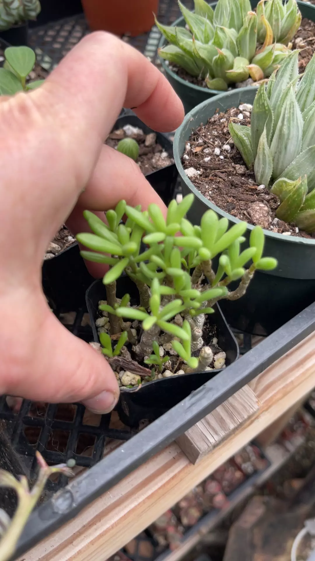 plant/Fairy Tail Plany 2”-0