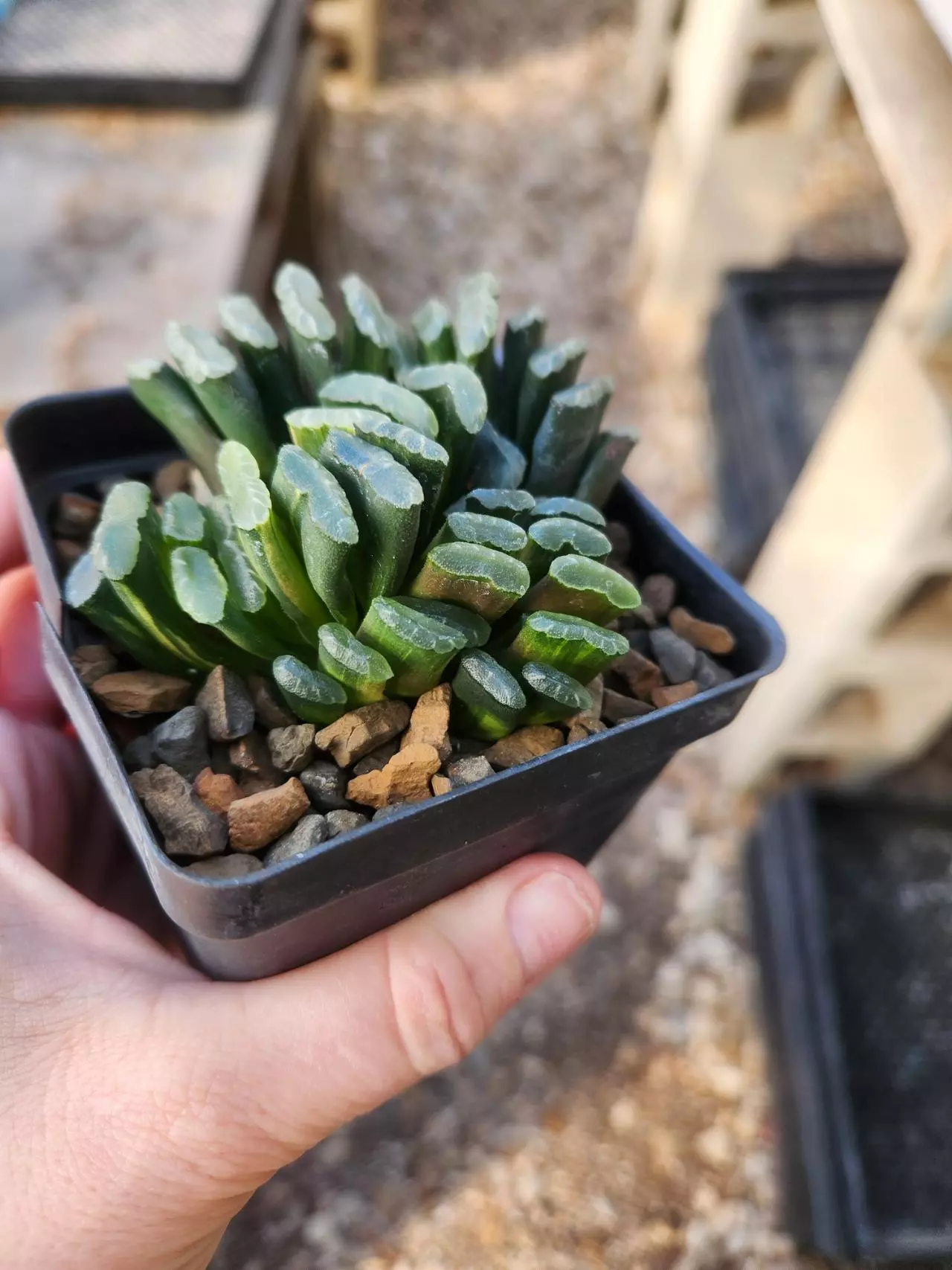 plant/Haworthia truncata variegated-0