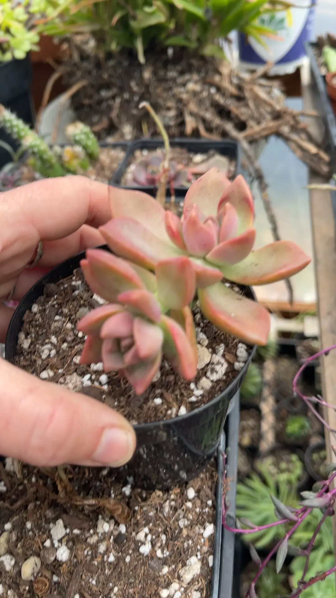 plant/Grapto California Sunset 3-0