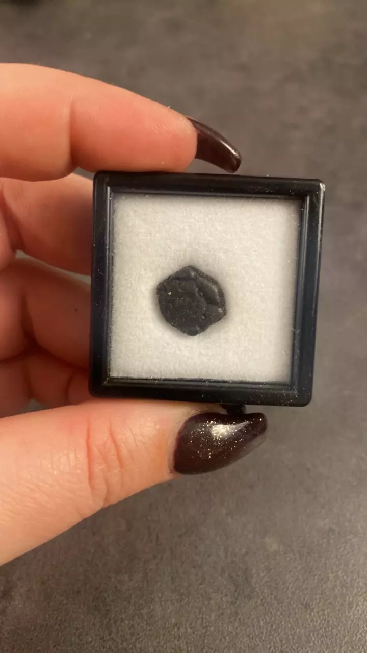 plant/Ice Age Armadillo Osteroderm- Choice-0