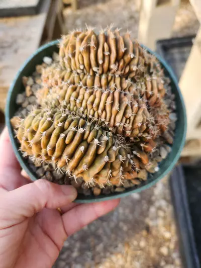 plant/Gymnocalycium anisitsii crest-0-thumbnail