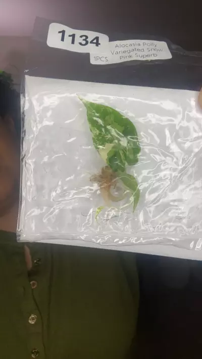 plant/1134-0-thumbnail