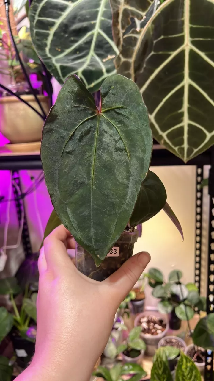 plant/0033 AOS (skg) x Dress (windy)-0