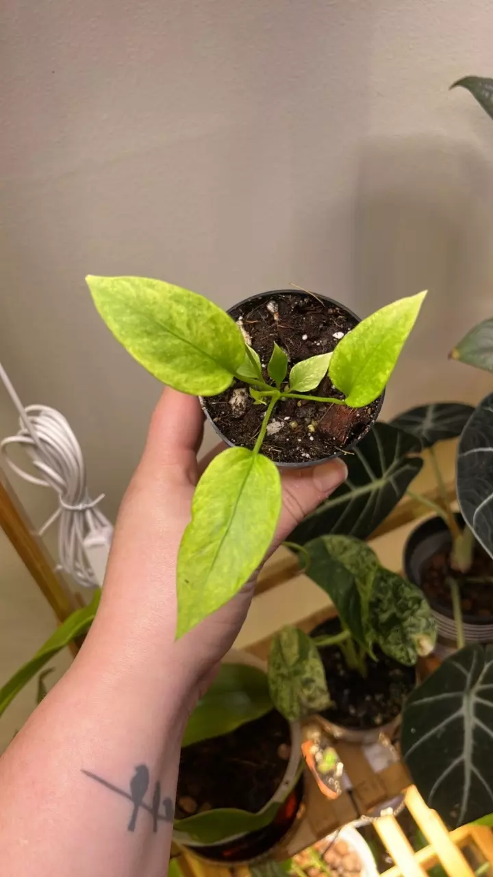 plant/151 varg. vittarfolium-0