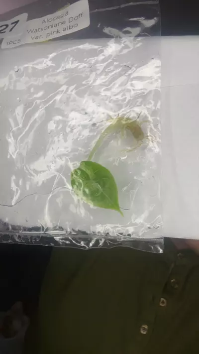 plant/1127-0-thumbnail