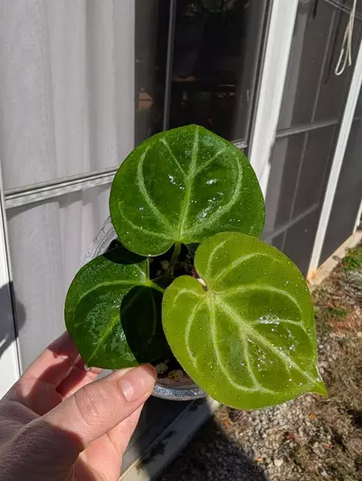 plant/Anthurium King of Spades👑-1-thumbnail