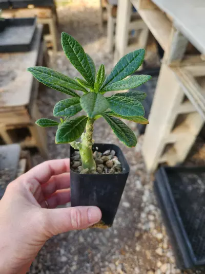 plant/Dorstenia gigas (seed grown)-0-thumbnail