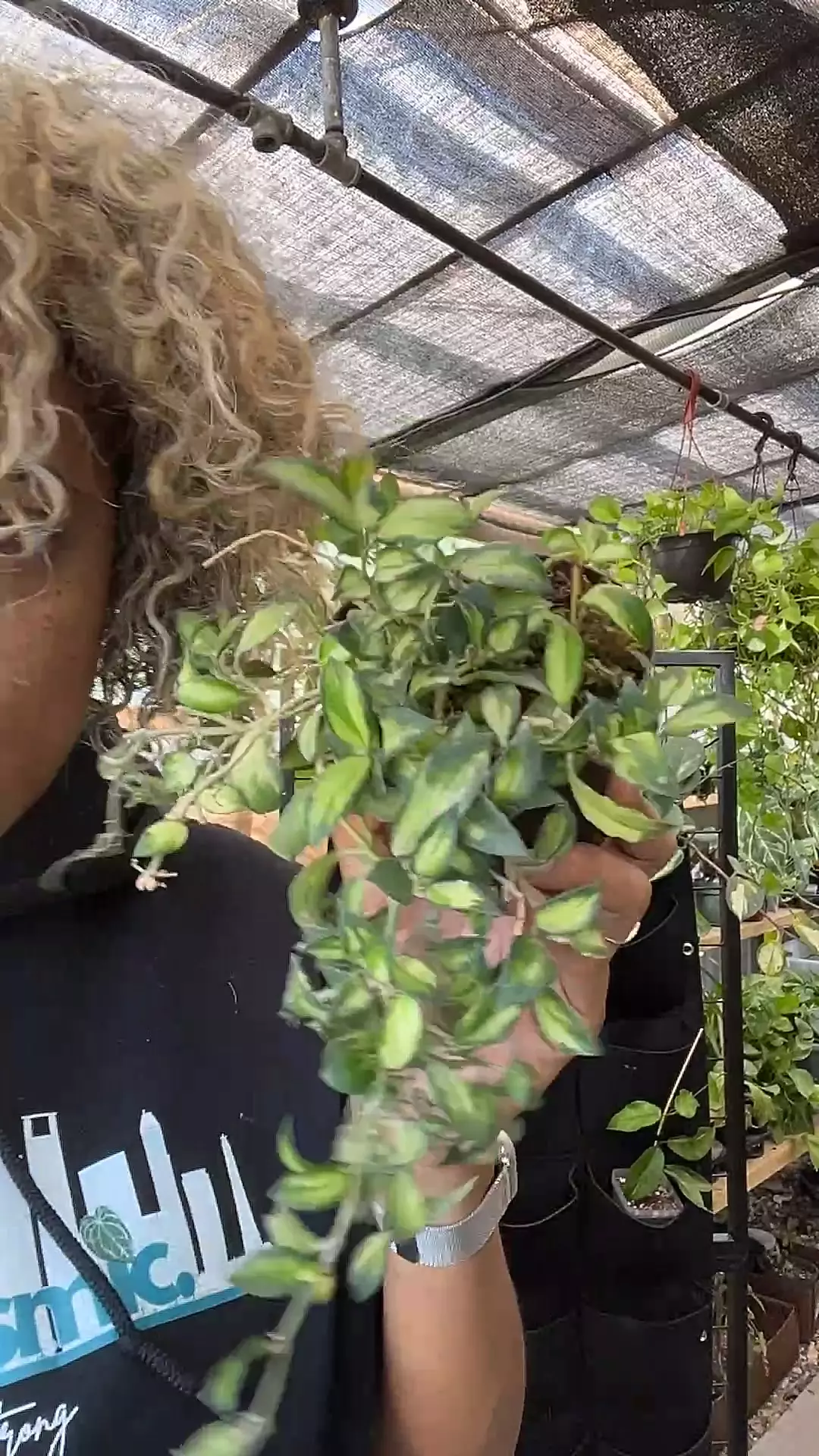 plant/hoy lacunosa Bruno tricolor cuttings-0