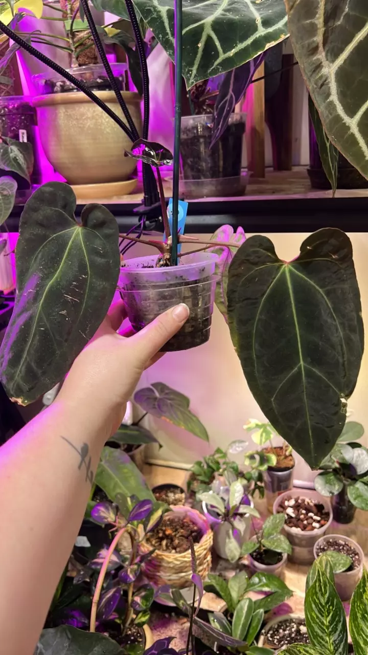 plant/Anth (AOS x Pap) wide x open-0