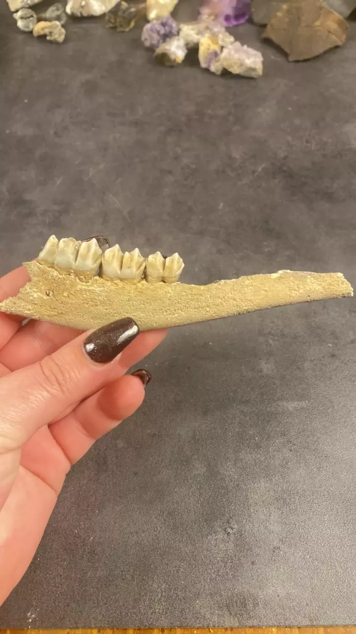 plant/Ice Age Deer Jaw- Choice-0