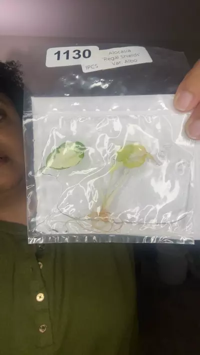 plant/1130-0-thumbnail