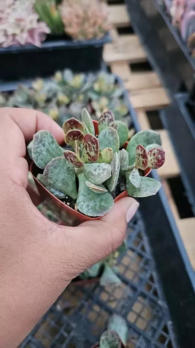 plant/Adro gc-0-thumbnail