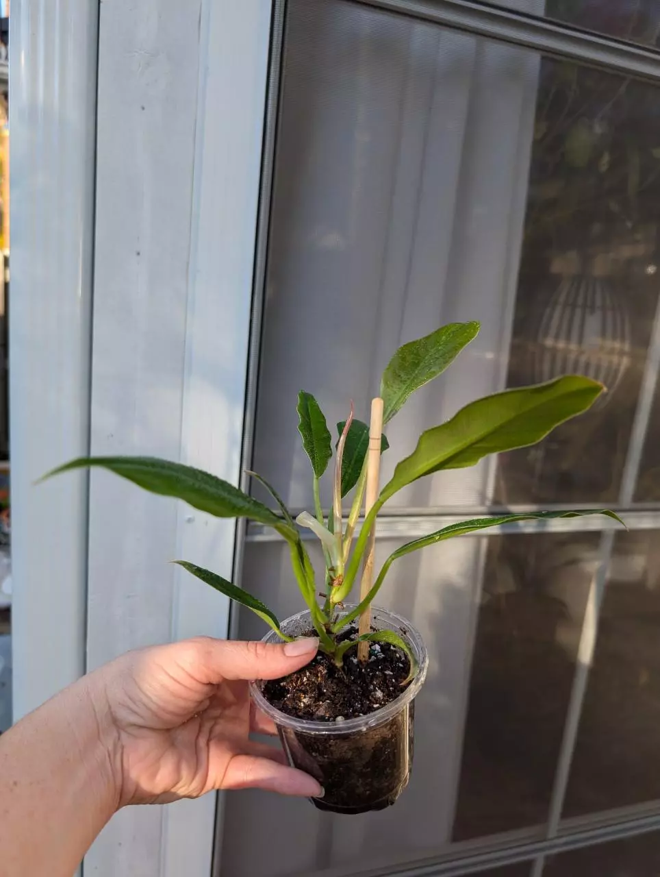 plant/Philodendron Pluto 'Choco Empress'-1