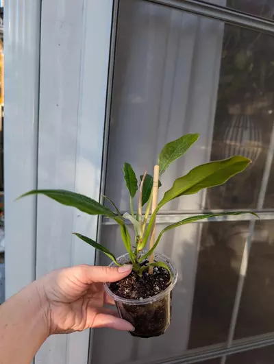 plant/Philodendron Pluto 'Choco Empress'-1-thumbnail