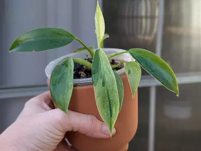 plant/Philodendron Jose Buono-0-thumbnail