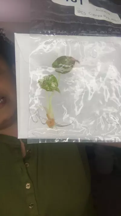 plant/1131 💩-0-thumbnail