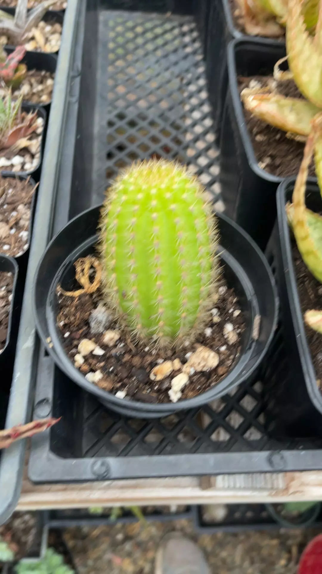plant/echinopsis 3”-0