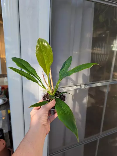 plant/Philodendron Pluto 'Choco Empress'-0-thumbnail