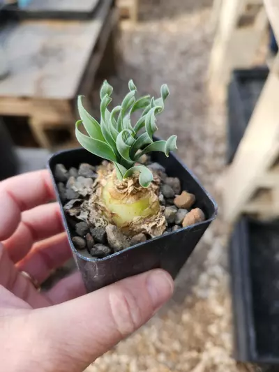 plant/Albuca namaquensis Baker-0-thumbnail