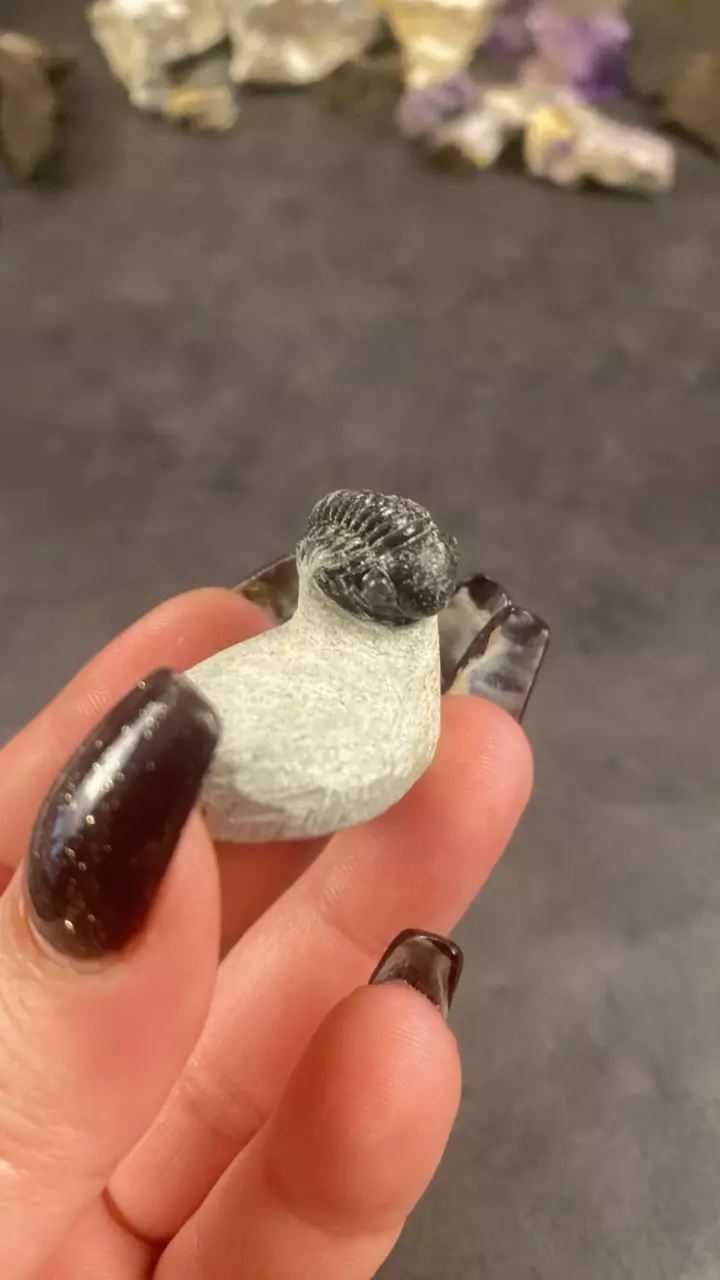 plant/Proteus Trilobite- Choice-0