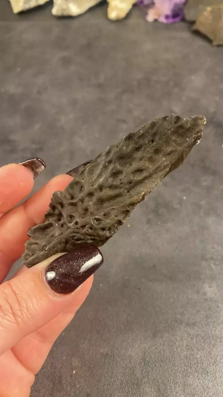 plant/Alligator Skull Section- Choice-0