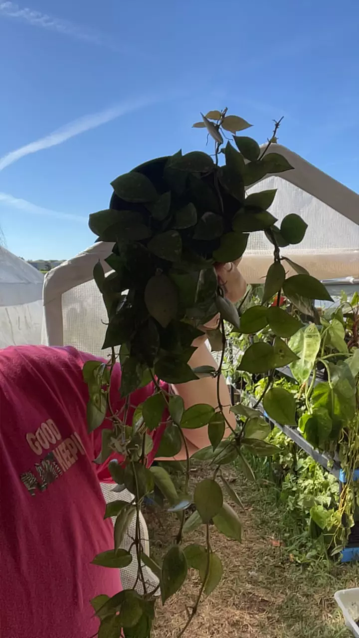 plant/4” Hoya krohniana Silver-0