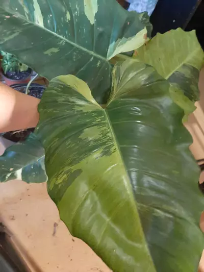 plant/UPS Upgrade-0-thumbnail