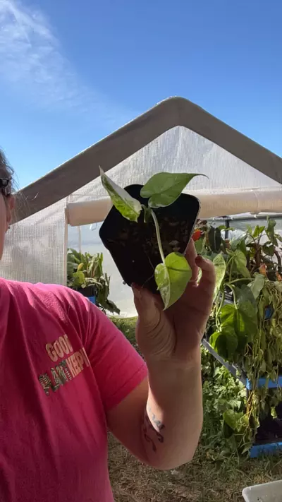 plant/baby Mac Albo-0-thumbnail