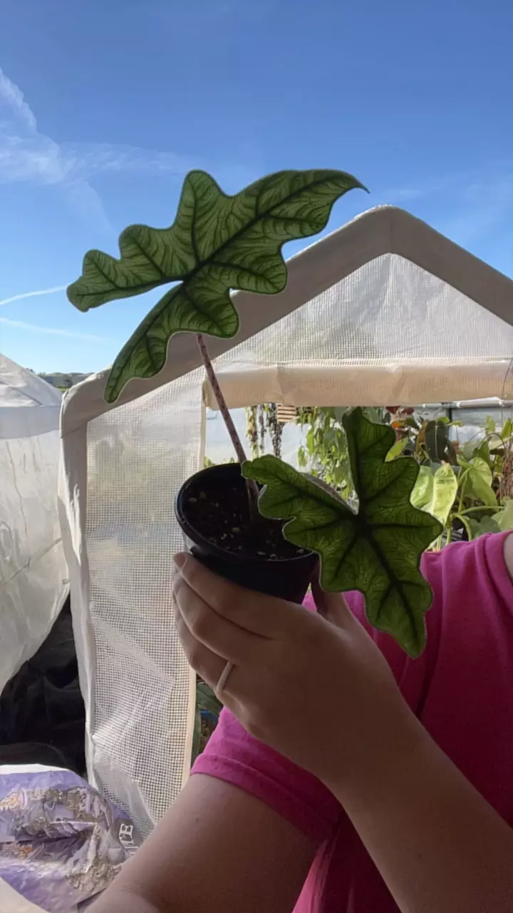 plant/4” Jacklyn-0