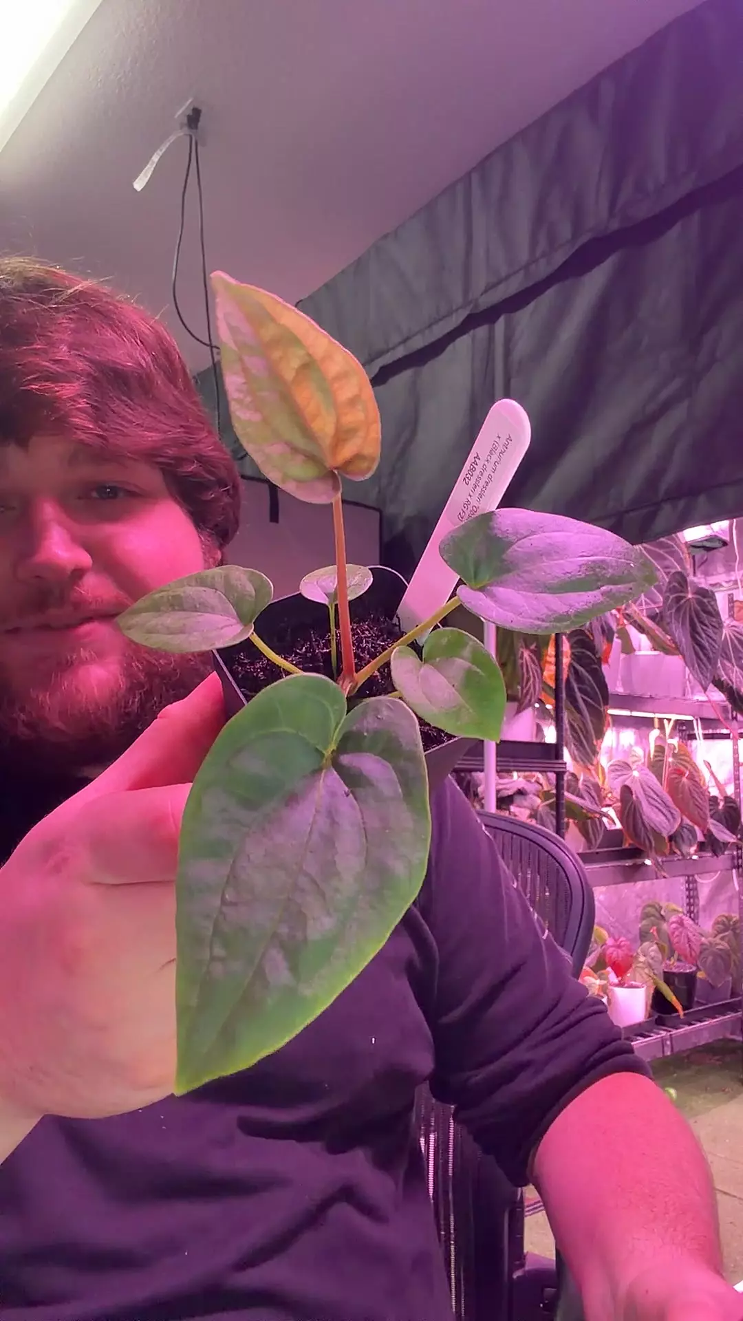 plant/dressleri "Obsidian" x (black x F2)-0