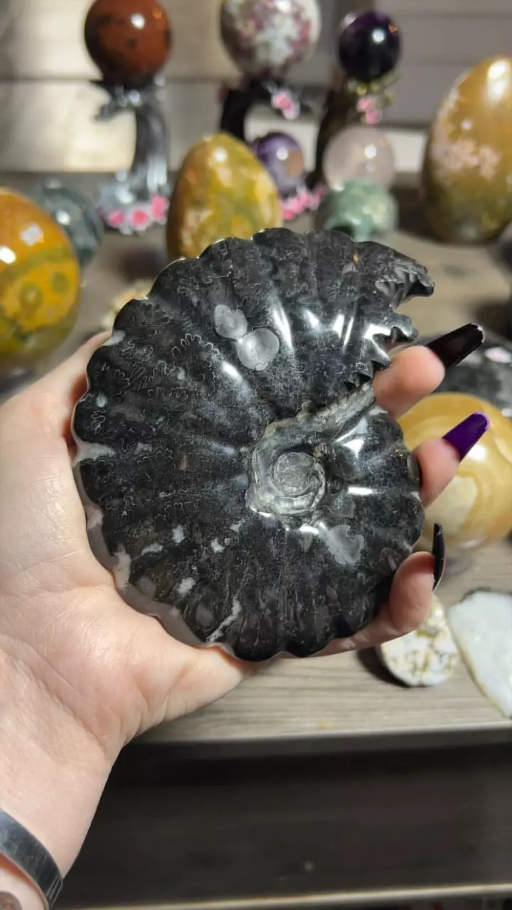 plant/Carbon Ammonite from Russia-0
