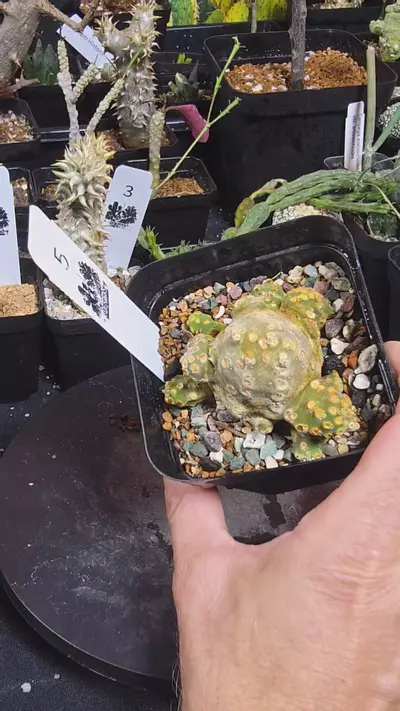 plant/5 dorstenia lavrani cluster-0-thumbnail