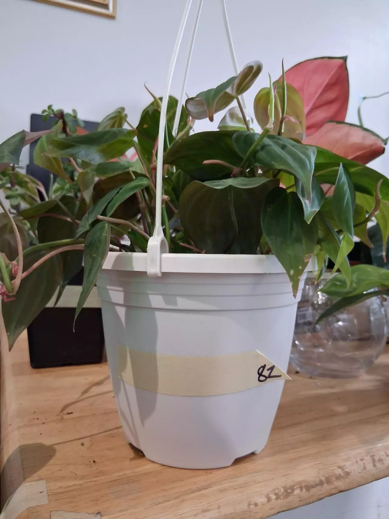 plant/82 Micans Philodendron-0