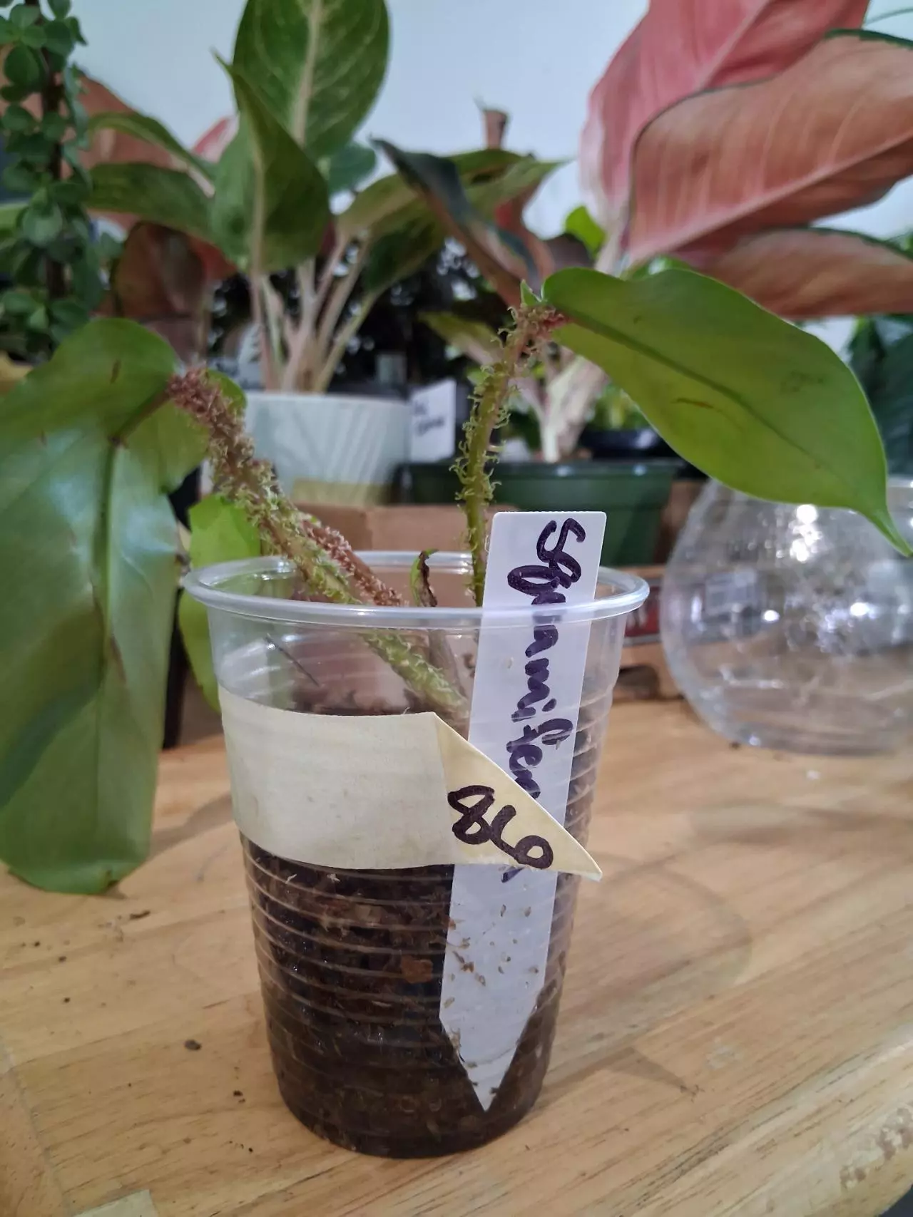 plant/86 Squamiferum Philodendron-0