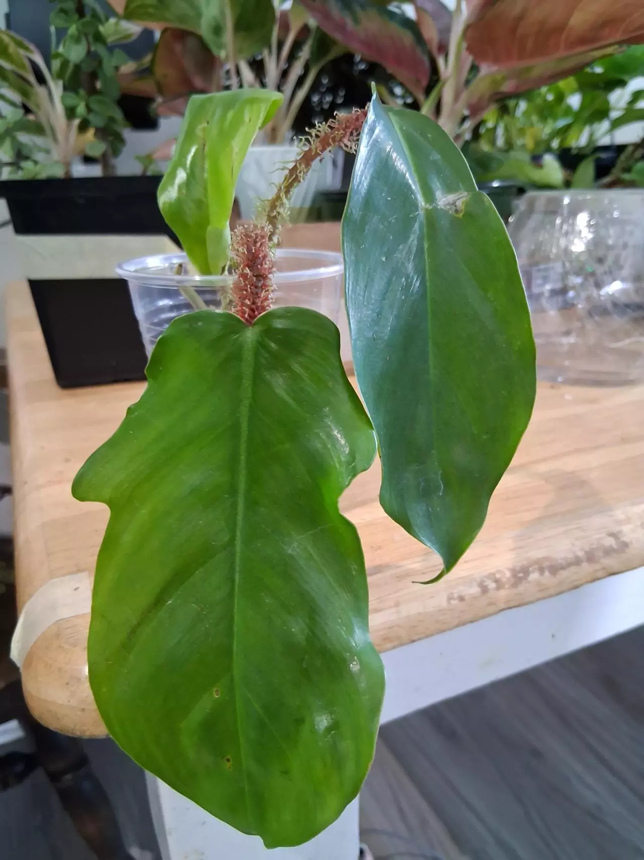 plant/87 Squamiferum Philodendron-1