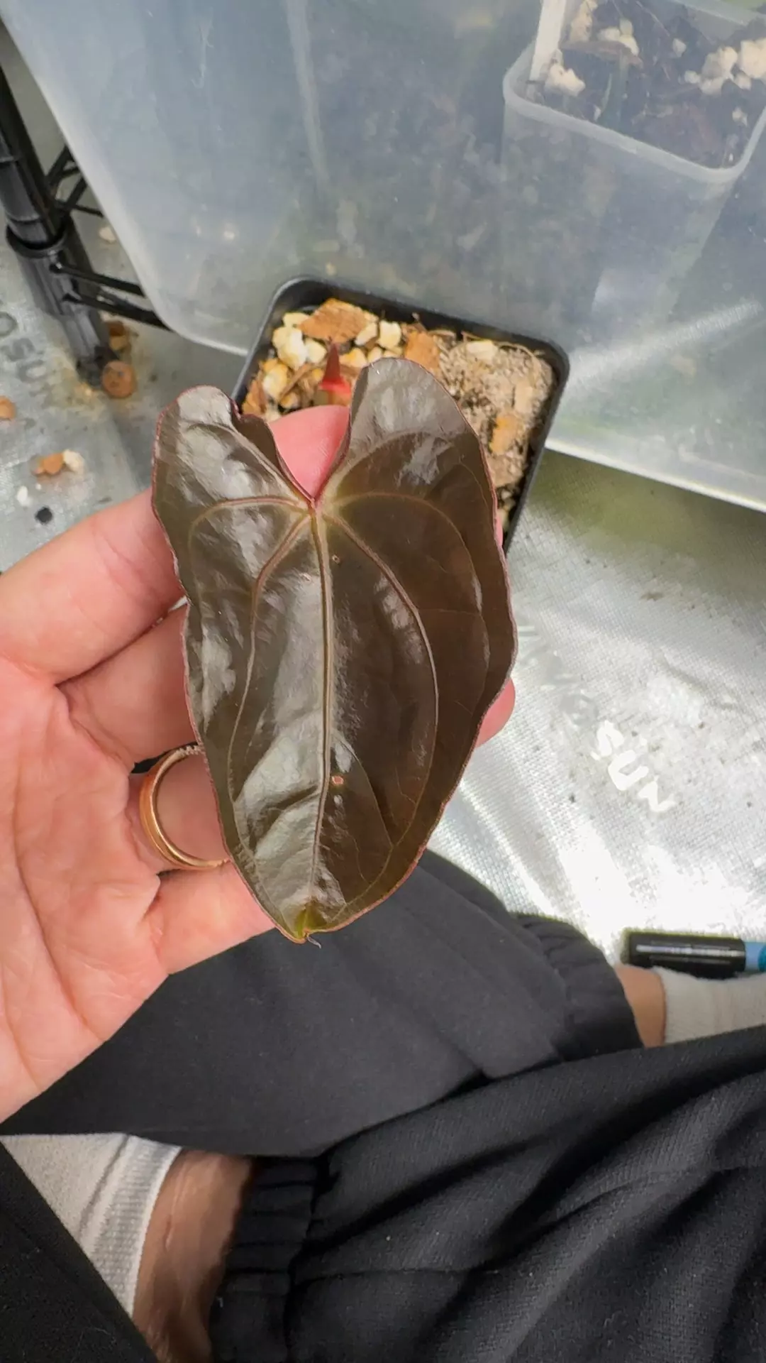 plant/A6 AOS df x Pap-0