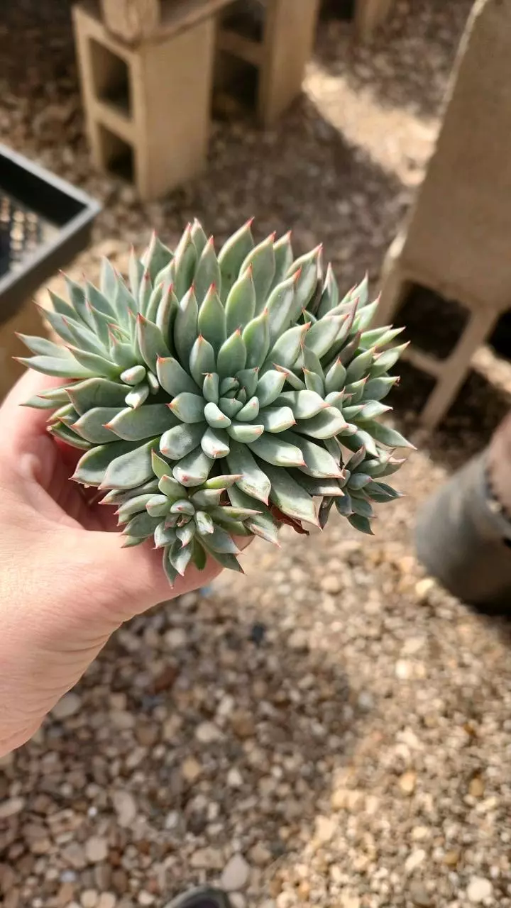 plant/Echeveria barca-0