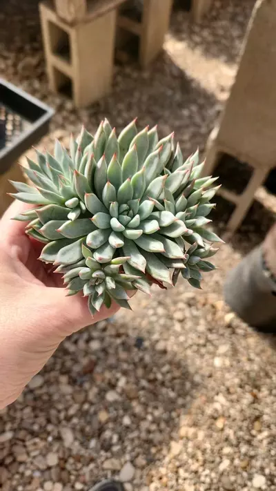 plant/Echeveria barca-0-thumbnail