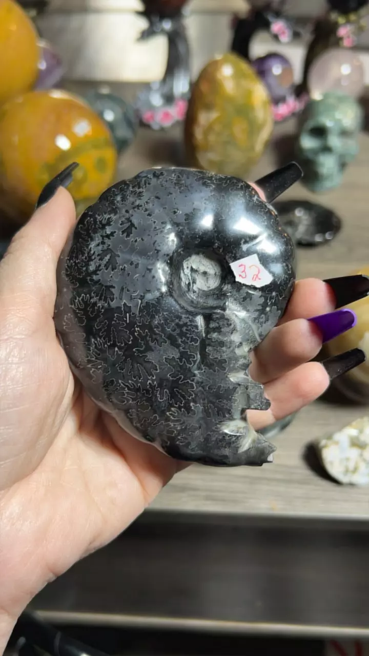 plant/Carbon Ammonite from Russia-0